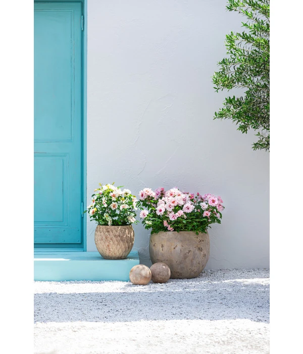 Dehner Terrakotta-Topf Imperia, Rund, Antik-terrakotta – Bild 3