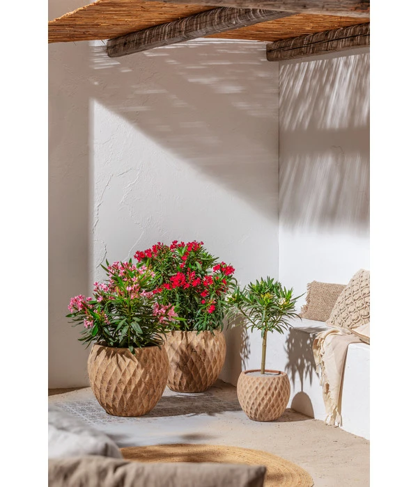 Dehner Terrakotta-Topf Imperia, Rund, Antik-terrakotta – Bild 4