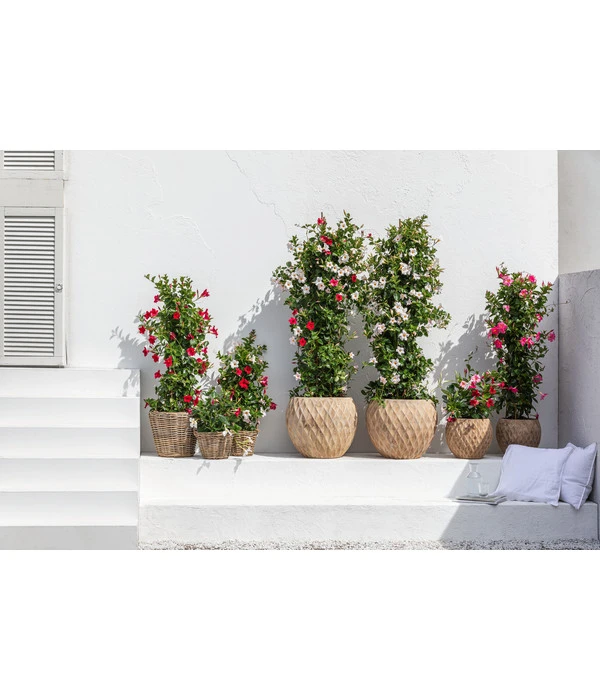 Dehner Terrakotta-Topf Imperia, Rund, Antik-terrakotta – Bild 5